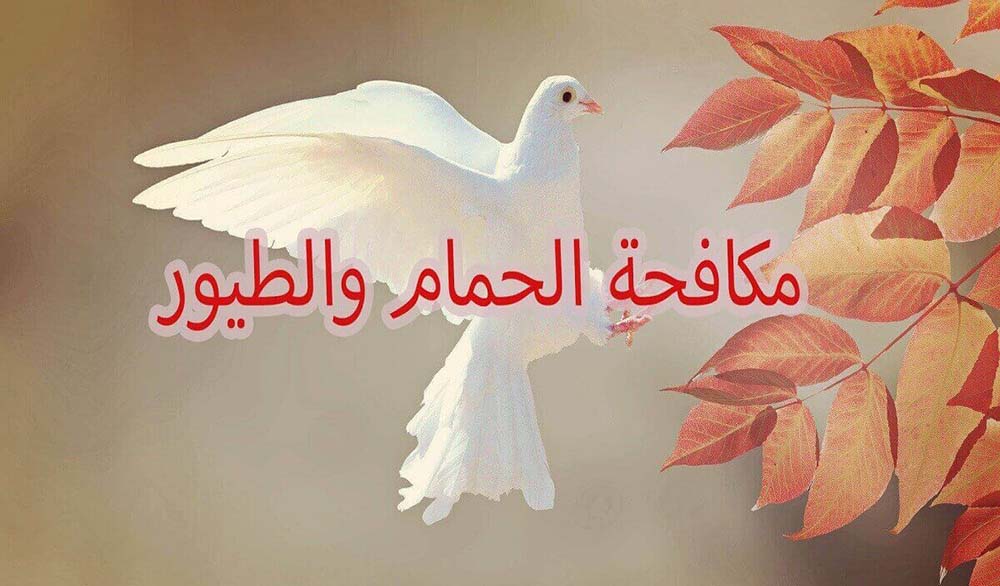 شركة مكافحة الحمام في الامارات