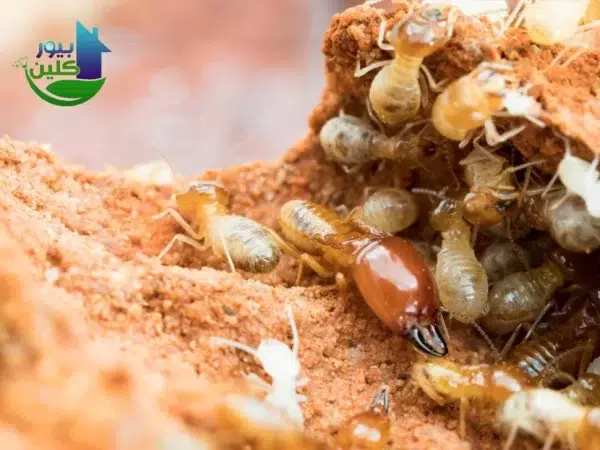 أسباب ظهور الرمة في البيت4