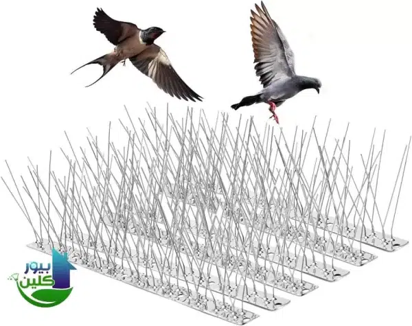 شركات مكافحة الحمام في العين