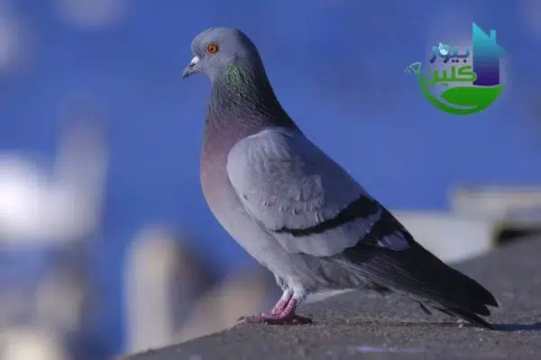 شركات مكافحة الحمام في عجمان