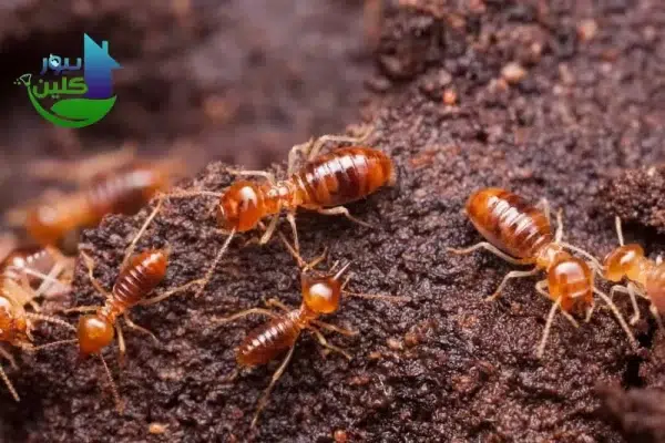 شركة رش النمل الأبيض من خلال الثقوب