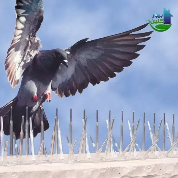شركة مكافحة الحمام في الشارقة