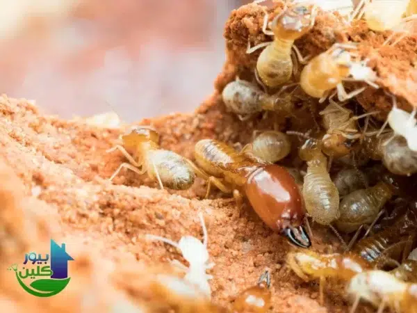 شركة مكافحة الرمة في خورفكان