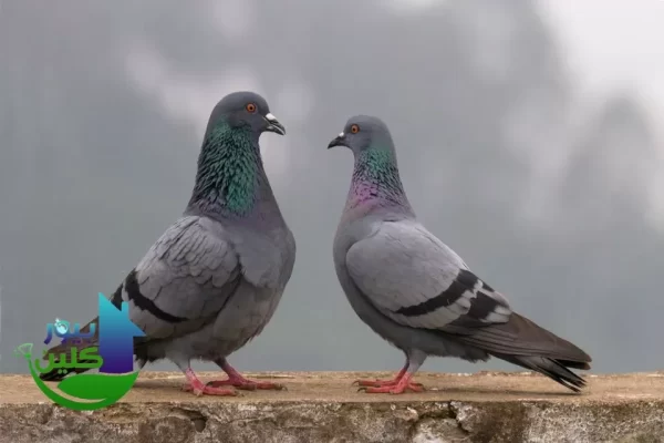 شركة مكافحة حمام في ابوظبي