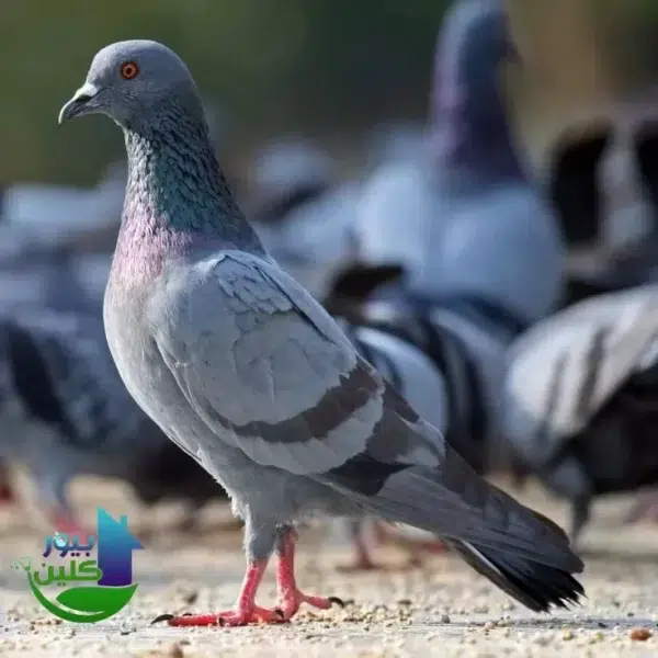 شركة مكافحة الحمام في حتا